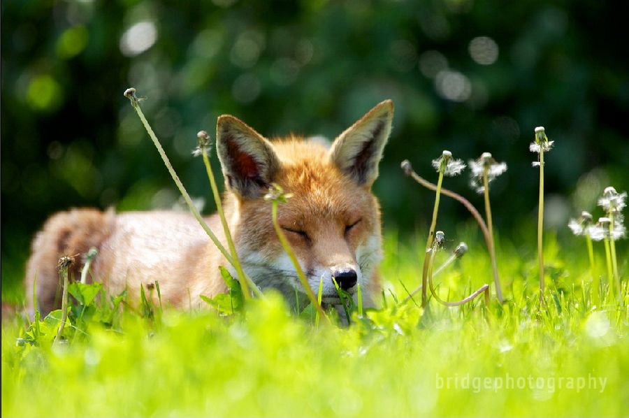 Прекрасные фотографии животных от Марка Бриджера (Mark Bridger)