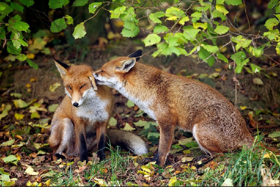 Прекрасные фотографии животных от Марка Бриджера (Mark Bridger)