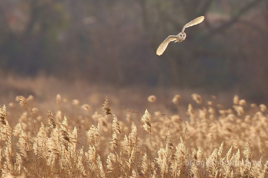 Прекрасные фотографии животных от Марка Бриджера (Mark Bridger)