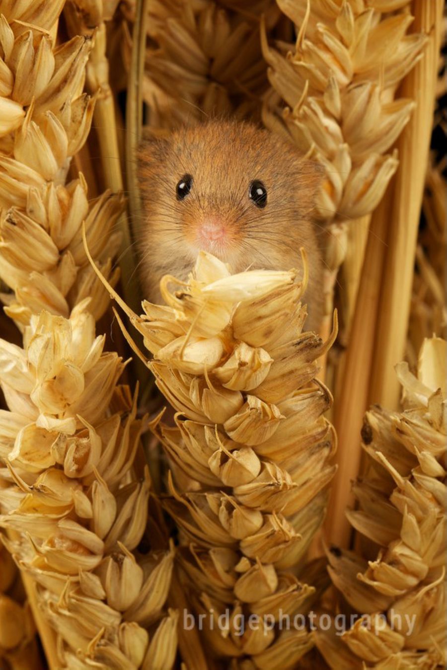 Прекрасные фотографии животных от Марка Бриджера (Mark Bridger)