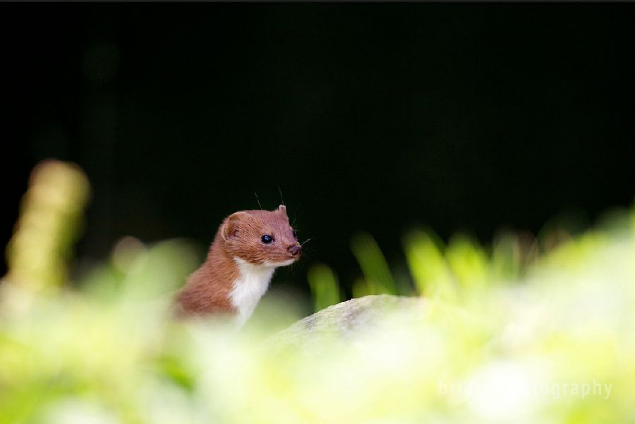 Прекрасные фотографии животных от Марка Бриджера (Mark Bridger)