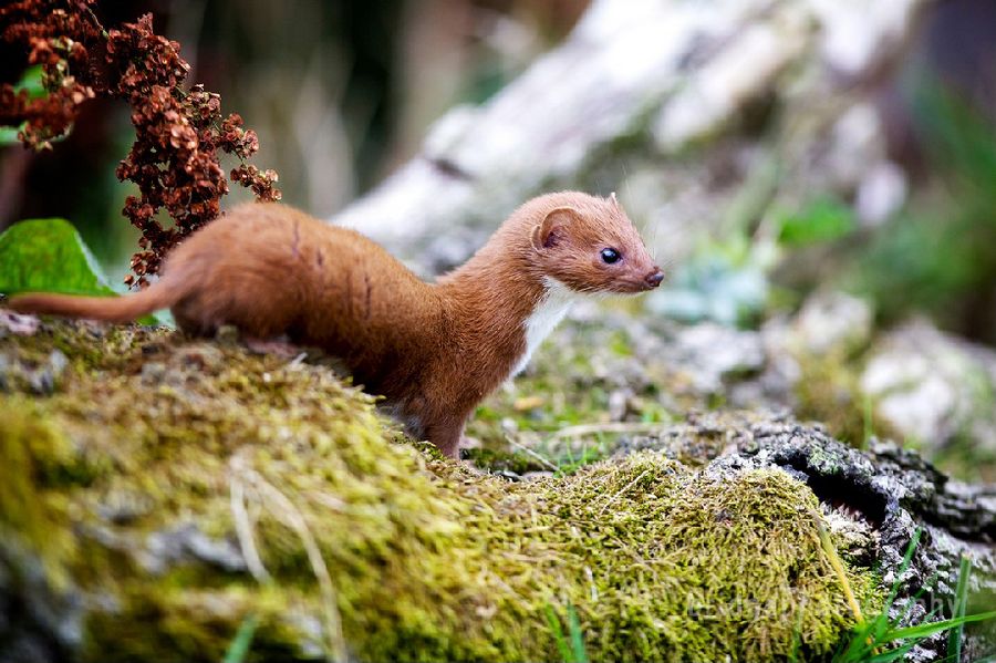 Прекрасные фотографии животных от Марка Бриджера (Mark Bridger)