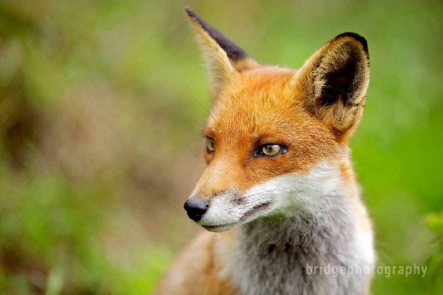 Прекрасные фотографии животных от Марка Бриджера (Mark Bridger)