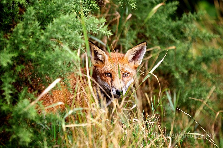 Прекрасные фотографии животных от Марка Бриджера (Mark Bridger)