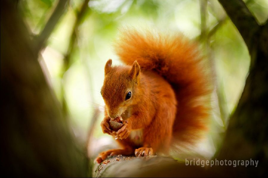 Прекрасные фотографии животных от Марка Бриджера (Mark Bridger)