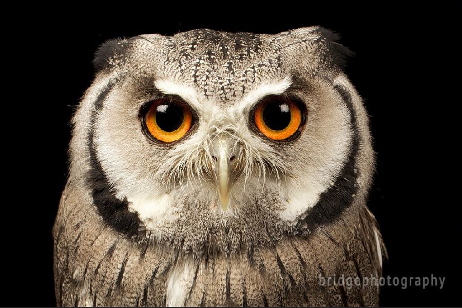 Прекрасные фотографии животных от Марка Бриджера (Mark Bridger)