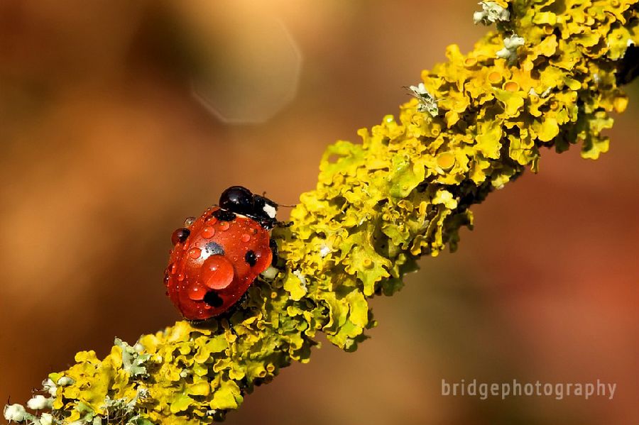 Прекрасные фотографии животных от Марка Бриджера (Mark Bridger)