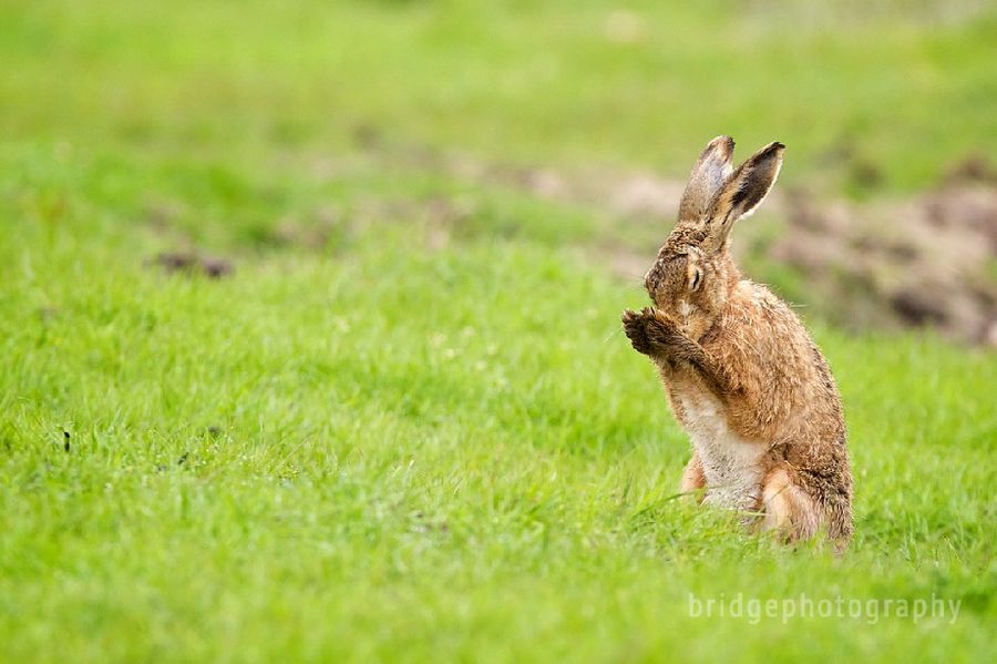 Прекрасные фотографии животных от Марка Бриджера (Mark Bridger)