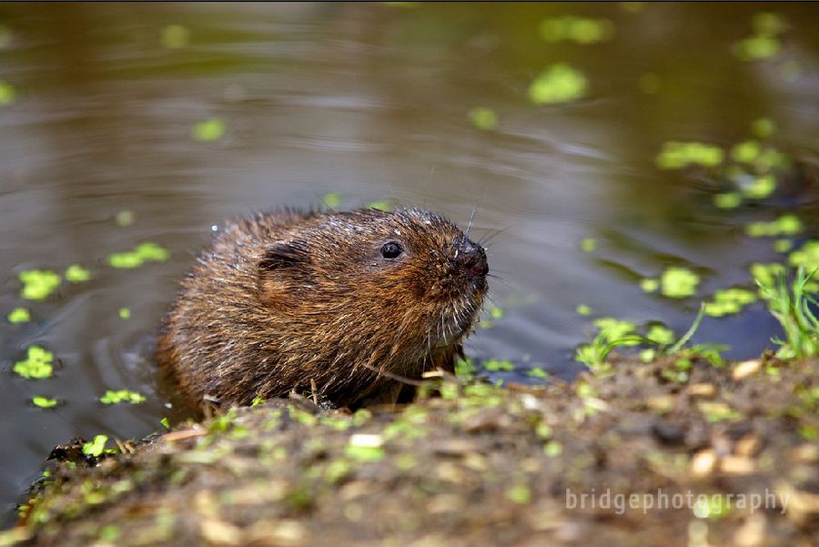 Прекрасные фотографии животных от Марка Бриджера (Mark Bridger)