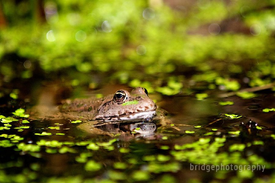 Прекрасные фотографии животных от Марка Бриджера (Mark Bridger)