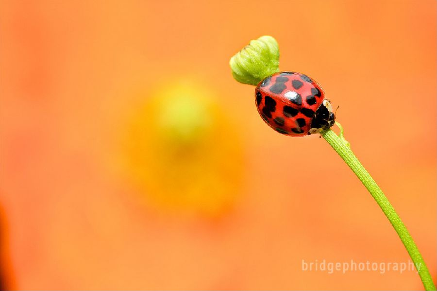 Прекрасные фотографии животных от Марка Бриджера (Mark Bridger)