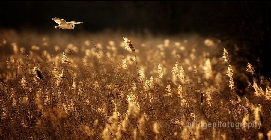 Прекрасные фотографии животных от Марка Бриджера (Mark Bridger)