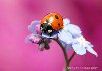 Прекрасные фотографии животных от Марка Бриджера (Mark Bridger)