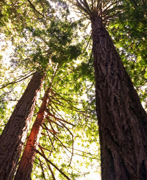 Удивительно! 1200-летние деревья в США!