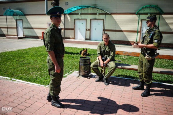 Фото: Тяжелая работа российской военной лошади