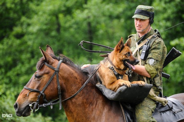 Фото: Тяжелая работа российской военной лошади