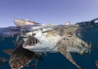 Отличные работы фотоконкурса на веб-сайте underwaterphotography.com 