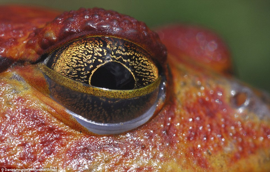 Красивые глаза животных в объективе французского фотографа