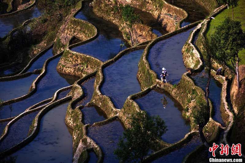 Поля на террасах в Хани на юго-западе Китая внесены в список всемирного наследия ЮНЕСКО