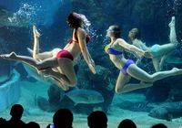 Российские красавицы предствили балет в подводном мире города Фучжоу 