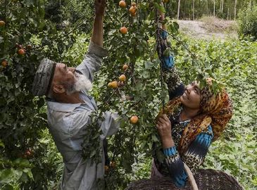 Урожай фруктов в Таримской равнине