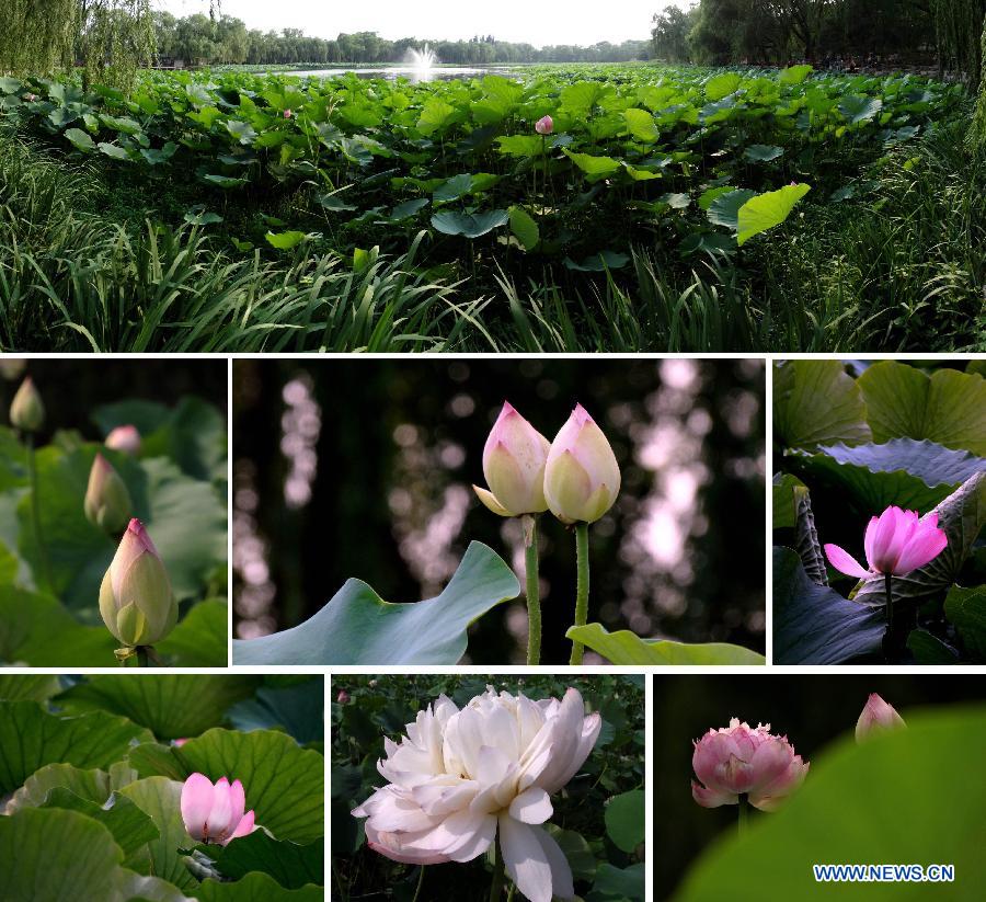 Цветение лотосов в парке Юаньминъюань