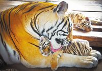 В Парке северо-восточных тигров за два прошедших месяца родилось 50 детёнышей маньчжурского тигра