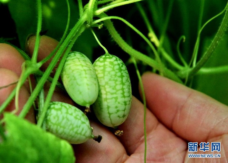 В Шанхае начали продавать «арбузы-пальцы»