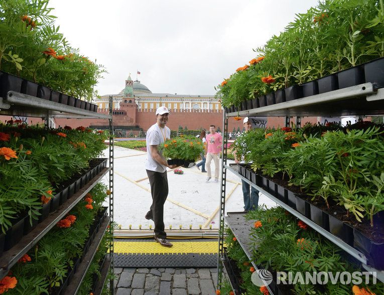 Монтаж цветочного ковра на Красной площади