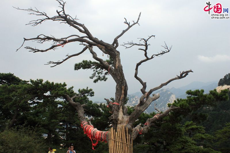 В Хуашане более 210 известных достопримечательностей, горы богаты туристическими ресурами, уникальным ландшафтом, называются «корнем Хуася (древнее название Китая)». В Хуашане более 210 известных достопримечательностей, горы богаты туристическими ресурами, уникальным ландшафтом, называются «корнем Хуася (древнее название Китая)».