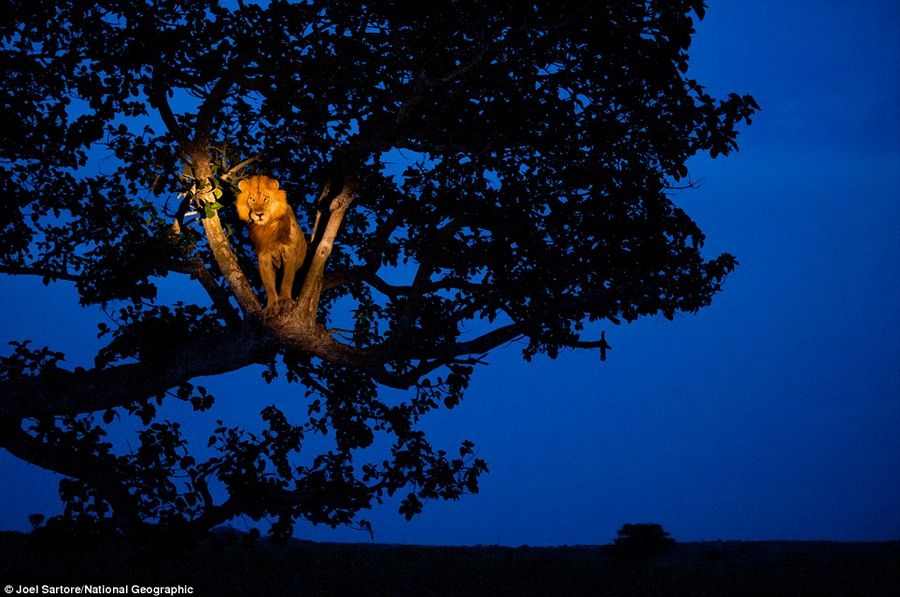 Прекрасные работы фотоконкурса Veolia Environnement Wildlife Photographer of the Year Competition