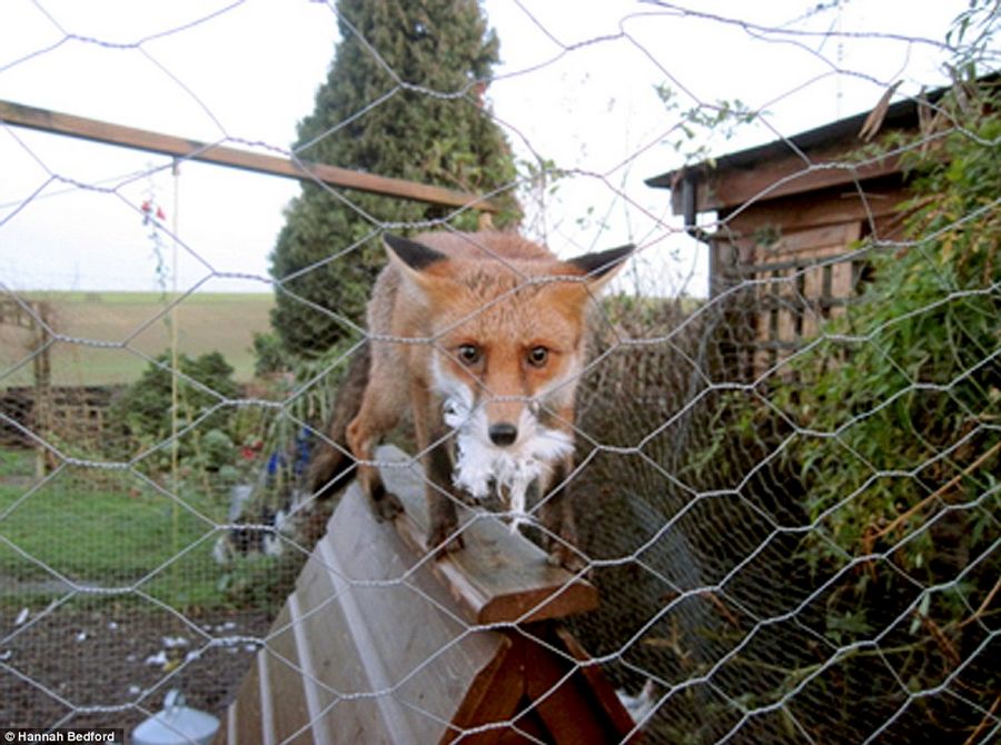 Прекрасные работы фотоконкурса Veolia Environnement Wildlife Photographer of the Year Competition