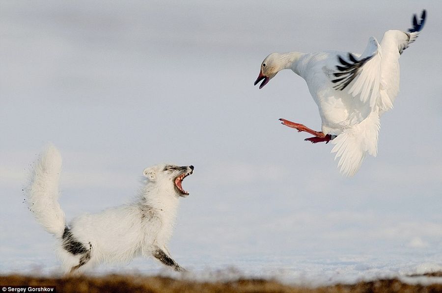 Прекрасные работы фотоконкурса Veolia Environnement Wildlife Photographer of the Year Competition