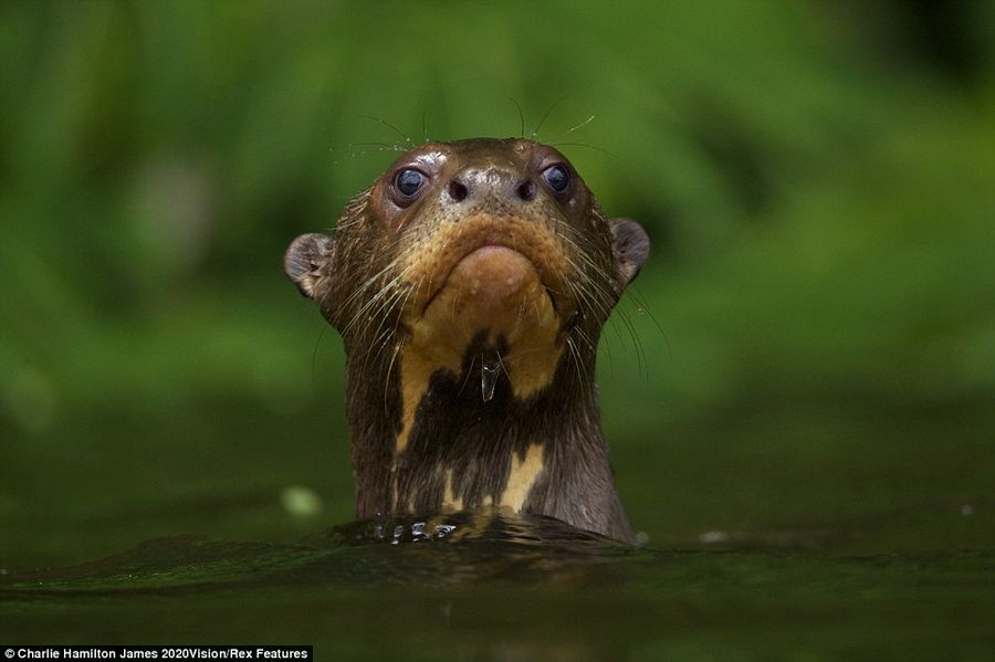 Прекрасные работы фотоконкурса Veolia Environnement Wildlife Photographer of the Year Competition