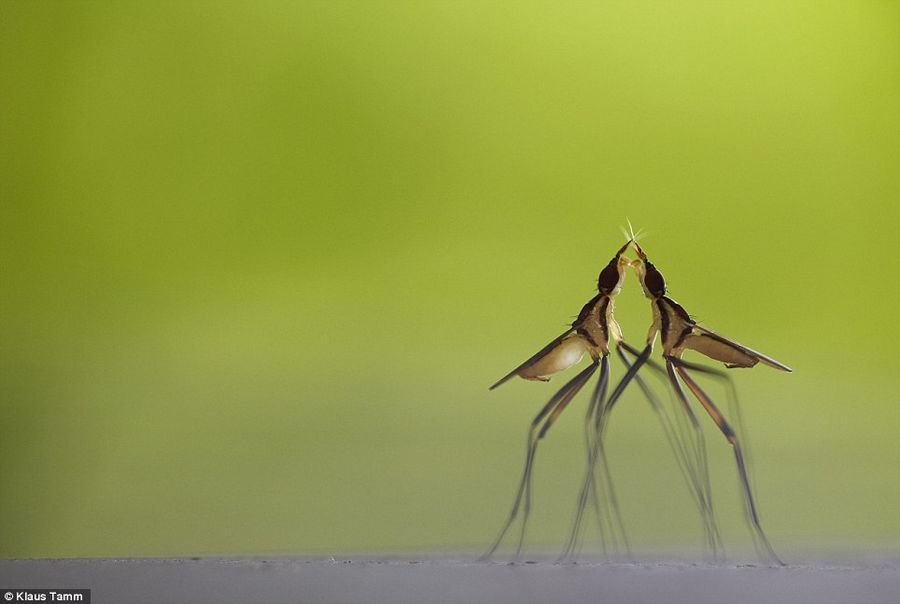 Прекрасные работы фотоконкурса Veolia Environnement Wildlife Photographer of the Year Competition