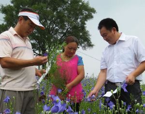 Волость Дачжанчжуан уезда Июань: технические сотрудники руководят крестьянами в операциях по выращиванию платикодонов крупноцветковых