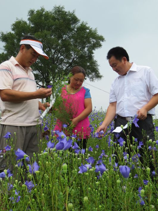 Волость Дачжанчжуан уезда Июань: технические сотрудники руководят крестьянами в операциях по выращиванию платикодонов крупноцветковых