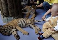 В Куньмине дети подружились с тигрятами