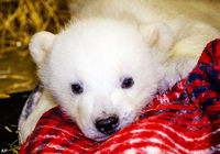 Сирота-детеныша белого медведя в зоопарке США