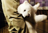 Фото симпатичной детешыши белого медведя