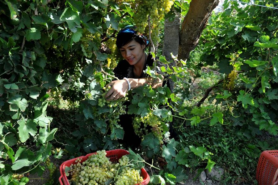 Большой урожай винограда в синьцзянском г. Турфан