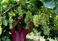 Большой урожай винограда в синьцзянском г. Турфан