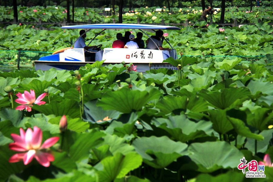 Расцветающие лотосы в приморской туристической зоне Наньдайхэ