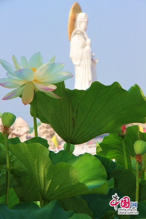 Расцветающие лотосы в приморской туристической зоне Наньдайхэ
