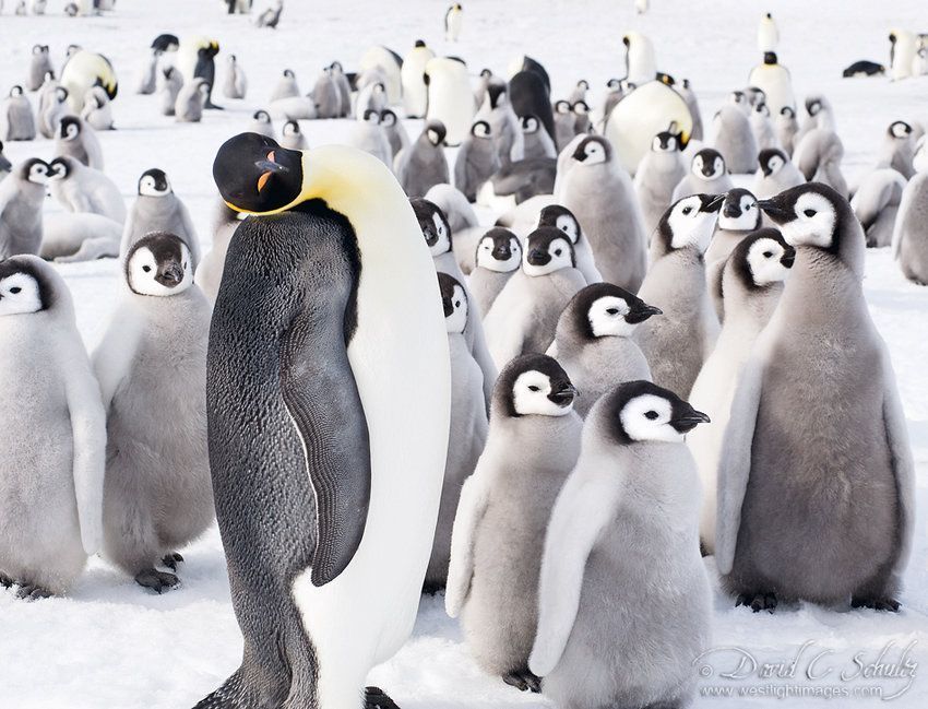 Потрясающие фото пингвинов от David C. Schultz