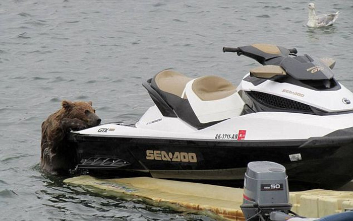 8 августа в британской газете 'Daily Mail' была опубликована серия интересных фотографий, на которых медведь пытался прокатиться на яхте и половить рыбу. Медведь удивил зрителей своей смекалкой и хитростью.