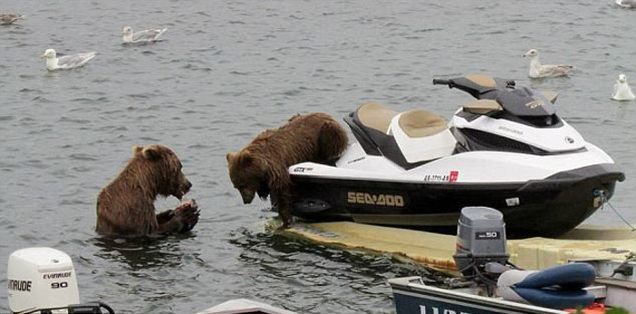 8 августа в британской газете 'Daily Mail' была опубликована серия интересных фотографий, на которых медведь пытался прокатиться на яхте и половить рыбу. Медведь удивил зрителей своей смекалкой и хитростью.