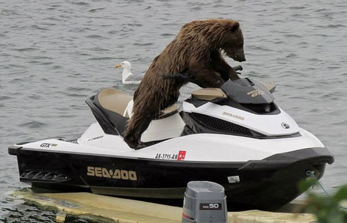 Он 'арендовал' яхту и отправился на поиски добычи. Фотограф Грэм Моррисон (Graham Morrison) сделал эти забавные снимки, на которых медведь 'кричит' своим родителям, однако их, на самом деле, не так интересуют его 'трофеи'.