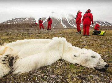 Полярный медведь из-за таяния льдов умер от голода 