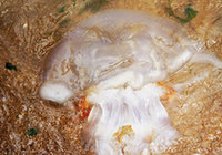 Бэйдайхэ: опасающиеся укуса медузы туристы не осмеливаются плавать в море